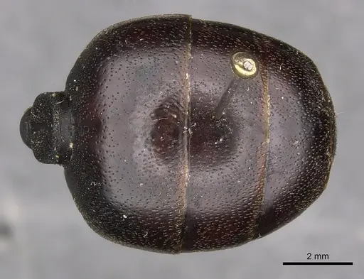 Carebara vidua specimen CASENT0901433 image casent0901433_2