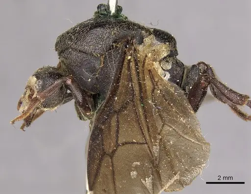 Carebara vidua specimen CASENT0901433 image casent0901433_4