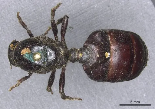 Carebara vidua specimen CASENT0901966 image casent0901966_1