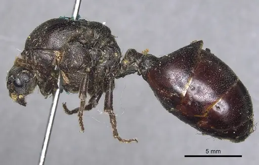 Carebara vidua specimen CASENT0901966 image casent0901966_3