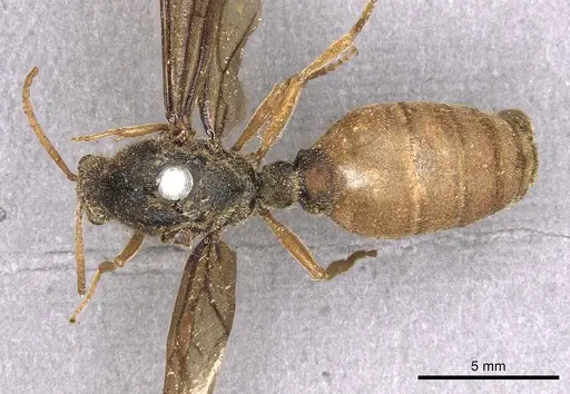 Carebara vidua specimen CASENT0902401 image casent0902401_1
