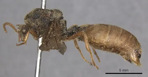 Carebara vidua specimen CASENT0902401 image casent0902401_3