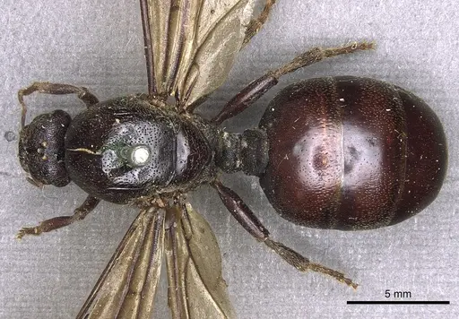 Carebara vidua specimen CASENT0902402 image casent0902402_1