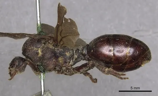 Carebara vidua specimen CASENT0902402 image casent0902402_3