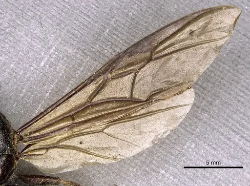 Carebara vidua specimen CASENT0902402 image casent0902402_4