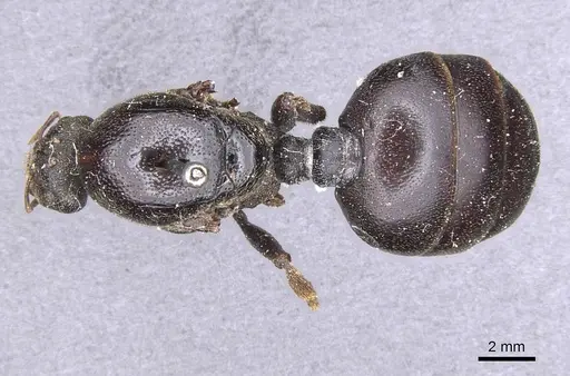 Carebara vidua specimen CASENT0913488 image casent0913488_1