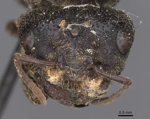 Carebara vidua specimen CASENT0913488 image casent0913488_2