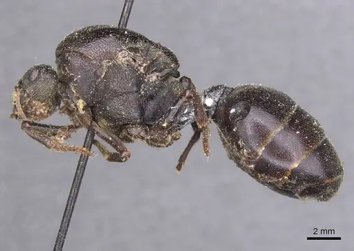 Carebara vidua specimen CASENT0913488 image casent0913488_3