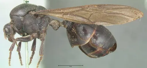 Carebara vidua specimen FOCOL1917 image focol1917_3