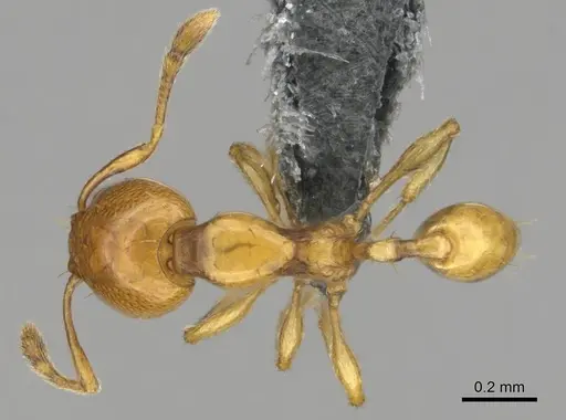 Carebara villiersi specimen CASENT0815831 image casent0815831_1