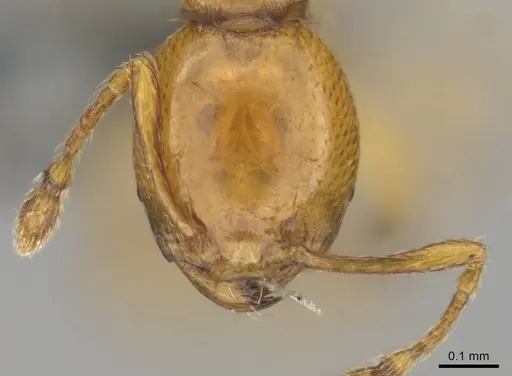 Carebara villiersi specimen CASENT0815831 image casent0815831_2
