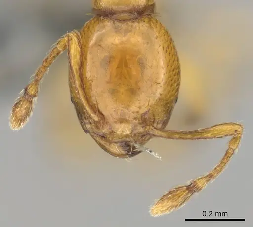Carebara villiersi specimen CASENT0815831 image casent0815831_3