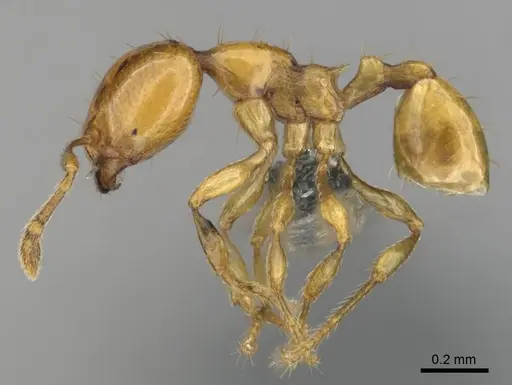 Carebara villiersi specimen CASENT0815831 image casent0815831_4