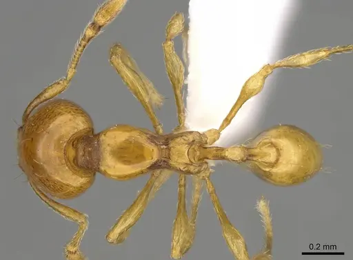 Carebara villiersi specimen CASENT0914220 image casent0914220_1