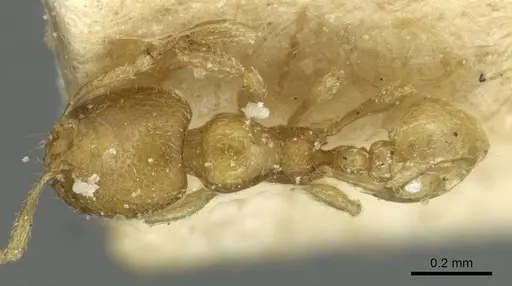 Carebara vorax specimen CASENT0913505 image casent0913505_1