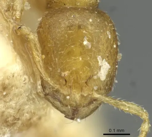 Carebara vorax specimen CASENT0913505 image casent0913505_2