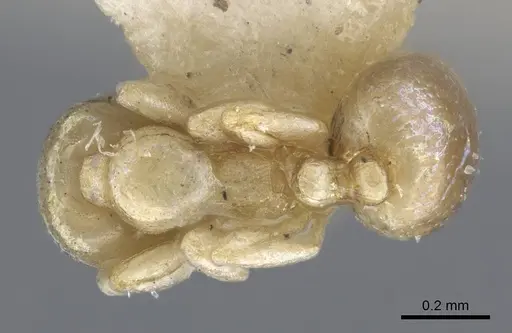 Carebara weyeri specimen CASENT0917012 image casent0917012_1