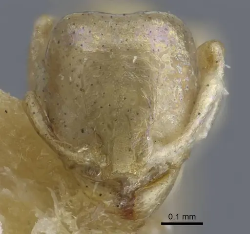 Carebara weyeri specimen CASENT0917012 image casent0917012_2