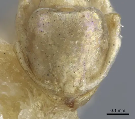 Carebara weyeri specimen CASENT0917012 image casent0917012_3