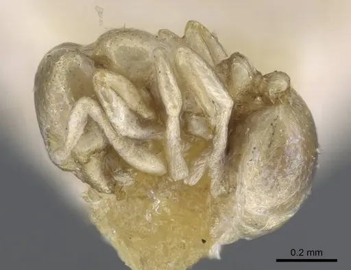 Carebara weyeri specimen CASENT0917012 image casent0917012_4