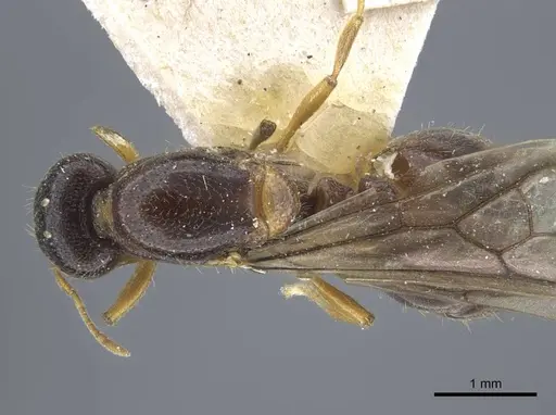 Carebara weyeri specimen CASENT0917013 image casent0917013_1
