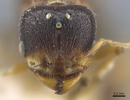 Carebara weyeri specimen CASENT0917013 image casent0917013_2