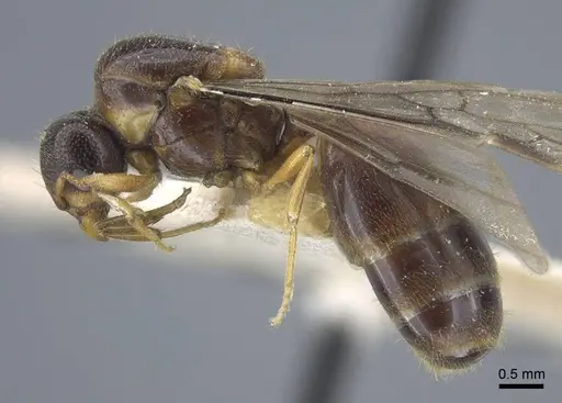 Carebara weyeri specimen CASENT0917013 image casent0917013_4
