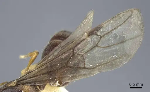 Carebara weyeri specimen CASENT0917013 image casent0917013_5
