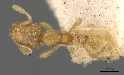 Carebara wroughtonii specimen CASENT0908893 image casent0908893_1