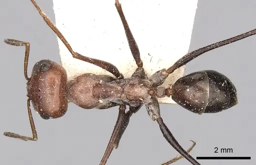 Cataglyphis adenensis specimen CASENT0249890 image casent0249890_1