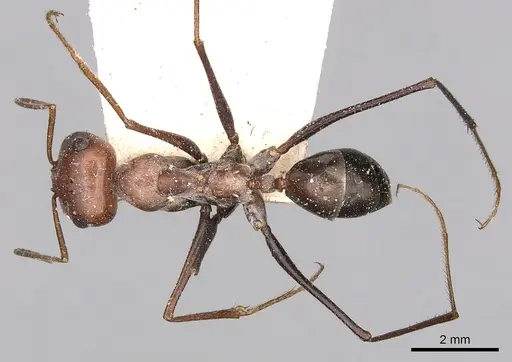 Cataglyphis adenensis specimen CASENT0249890 image casent0249890_2