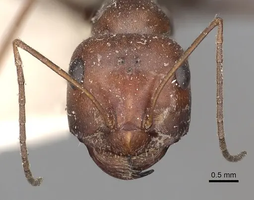 Cataglyphis adenensis specimen CASENT0249890 image casent0249890_3
