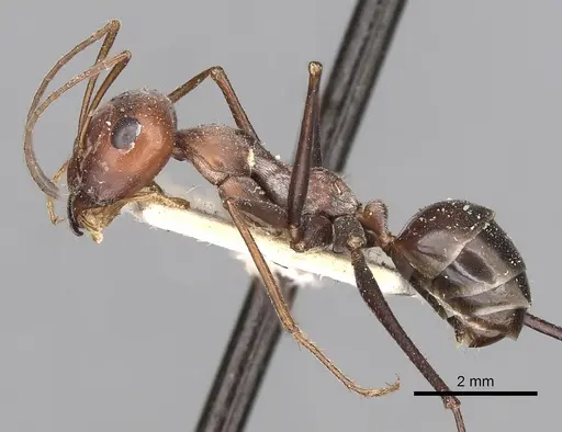 Cataglyphis adenensis specimen CASENT0249890 image casent0249890_4