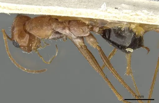 Cataglyphis adenensis specimen CASENT0911114 image casent0911114_1