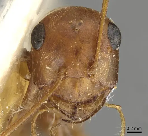 Cataglyphis adenensis specimen CASENT0911114 image casent0911114_2