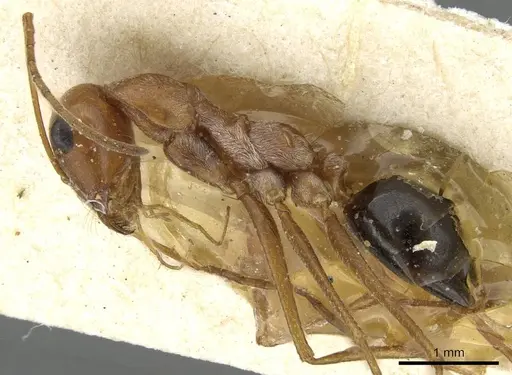 Cataglyphis adenensis specimen CASENT0911114 image casent0911114_3