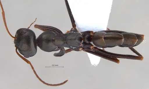 Cataglyphis aenescens specimen ANTWEB1008059 image antweb1008059_1