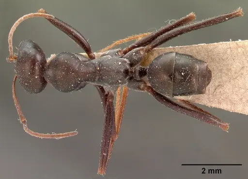 Cataglyphis aenescens specimen CASENT0102116 image casent0102116_1