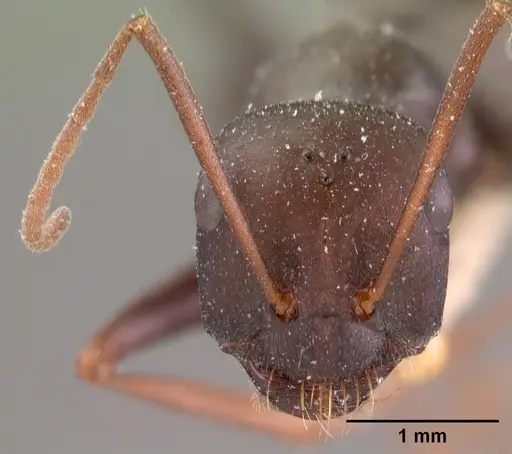 Cataglyphis aenescens specimen CASENT0102116 image casent0102116_2