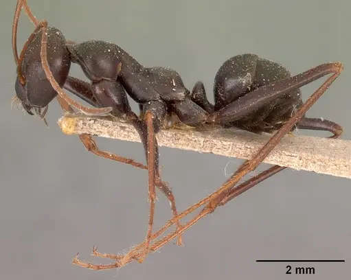 Cataglyphis aenescens specimen CASENT0102116 image casent0102116_3