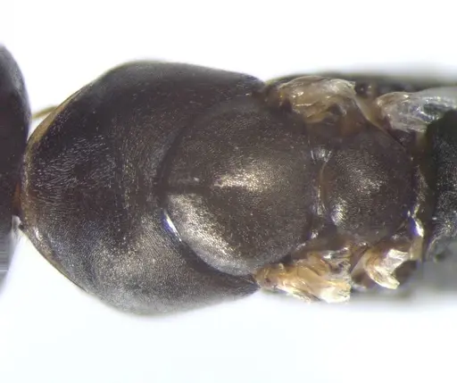 Cataglyphis aenescens specimen CASENT0823289 image casent0823289_1