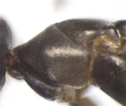 Cataglyphis aenescens specimen CASENT0823289 image casent0823289_2