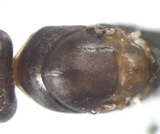 Cataglyphis aenescens specimen CASENT0823291 image casent0823291_1