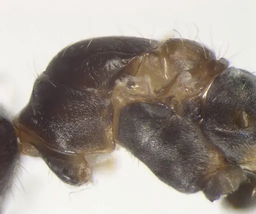 Cataglyphis aenescens specimen CASENT0823291 image casent0823291_2