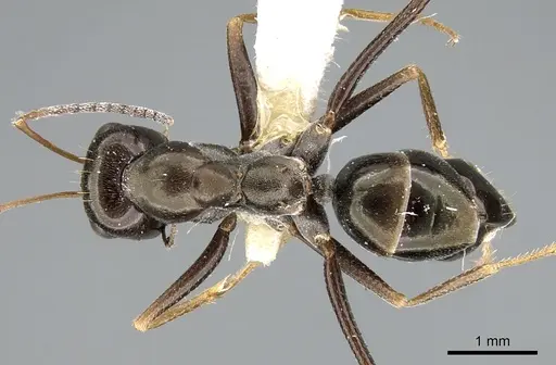 Cataglyphis aenescens specimen CASENT0906291 image casent0906291_1