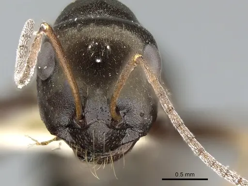 Cataglyphis aenescens specimen CASENT0906291 image casent0906291_2