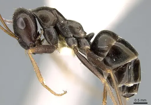 Cataglyphis aenescens specimen CASENT0906291 image casent0906291_3