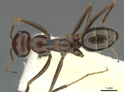 Cataglyphis aenescens specimen CASENT0911107 image casent0911107_1