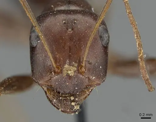 Cataglyphis aenescens specimen CASENT0911107 image casent0911107_2