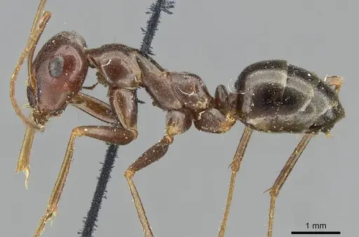 Cataglyphis aenescens specimen CASENT0911107 image casent0911107_3